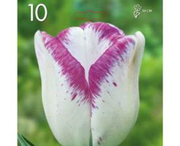 Лале Triumph Shirley 1 оп (10 луковици)